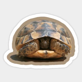 Young Spur Thighed Tortoise Looking Out of Its Shell Cut Out Sticker